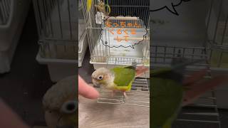 芸達者なウロコインコGreen-cheeked conure can perform