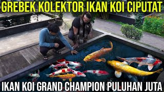 GREBEK KOLEKTOR IKAN KOI CIPUTAT IKAN KOI GRAND CHAMPION PULUHAN JUTA | PLUTO KOI CENTRE