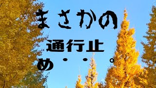 神宮外苑にイチョウ並木を見に行った結果(T_T)ライトアップされてて🚗入れなかった!!!(T_T)　#shorts