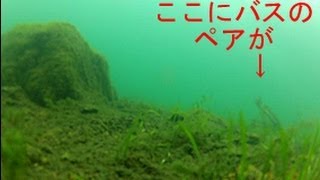 芦ノ湖バス水中映像（求愛行動）