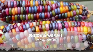 玉米界的颜值天花板！玻璃宝石玉米快收获咯！