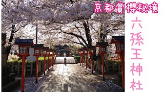 京都賞櫻秘境 ❤ 六孫王神社 滿開櫻花 #賞櫻 #秘境 #京都