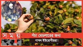 শৌচাগার থেকে আবিষ্কৃত মেডলার ফলের বীজ! | Medlar Fruit | Mespilus Germanica | Somoy Entertainment