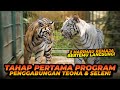 PROGRAM PENGGABUNGAN SELEN DAN TEONA ! CAKAR SELEN KALAH TAJAM DENGAN CAKAR TEONA ?!