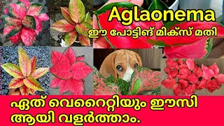 Aglaonema plant care || Propogation Method, powerful potting Mix for plants and  Fertilizer|| salu