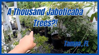 One of the most extensive collections of jaboticaba trees in Florida