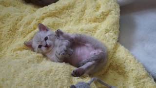 ルル君19【癒しの子猫】生後34日の可愛い子猫, 34 days old cute kitten meowing