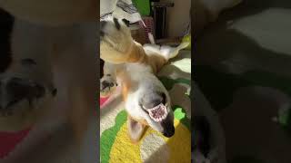 さあ撫でろと言わんばかりの柴犬 #柴犬 #子犬 #short #shorts #dog