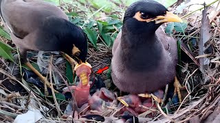 Beautiful moment of Myna bird babies @BirdsofNature107