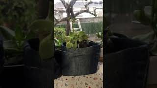 ジーンズのあまり布で鉢植えかばー