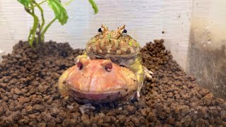 ツノガエルにストレスを与えない飼育方法 How to keep horned frogs stress-free