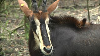 African Antelope Get New Home in New Orleans