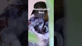 Hummingbird Feeding 2 Days Old Babies