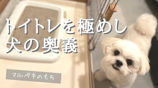 トイレトレーニングを犬が極めたらこんな駆け引きもできるようになりました【マルチーズ×ペキニーズ】