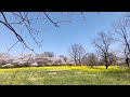 鹿島古墳公園…至福のひととき〜