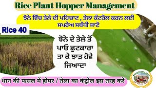 Rice Plant Hopper Management  (ਝੋਨੇ ਦੇ ਤੇਲੇ , ਹਾੋਰ, ਟਿੱਡੇ ਦੀ ਪਗਿਚਾਣ ਤੇ ਕੰਟਰੋਲ) Shergill Markhai