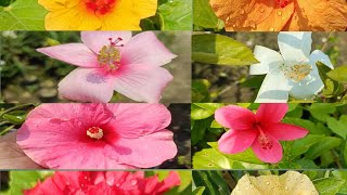 ଆଠ ପ୍ରକାର ର ମନ୍ଦାରଫୁଲ #beautiful8 types hibiscus flowers #plants #desi#gardening #shorts #video#2024