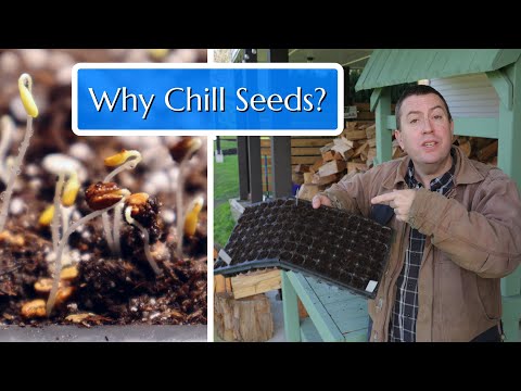 Why Chill Seeds?