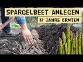 Spargel im eigenen Gemüsegarten anbauen. Neues Spargelbeet anlegen, Gemüse für Selbstversorger