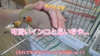 【切り抜き】お迎えして数日しかたってないオカメと仲良くできないマメルリハとセキセイ。この動画の一日前の投稿の動画です。 #オカメインコ #喧嘩 #マメルリハ #セキセイインコ #切り抜き #14