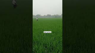 #விவசாயி #விவசாயம் #shortsfeed #viral #shortvideo #farmer #agriculture #nature #shortvideosong