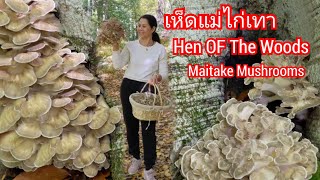 เก็บเห็ดแม่ไก่เทา ได้เจอได้เก็บครั้งแรกในชีวิตค่ะ กอใหญ่ ๆ งามมาก Hen Of The Woods/Maitake Mushrooms