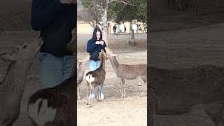 鹿と遊ぶ観光客🦌NARA　PARK