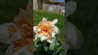 Narcissus 'Delnashaugh Double Daffodil