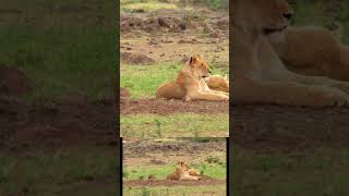 Lovely Moments of Lions 🦁 📹