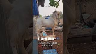 Quality speak at arham Goat farm shriwardhan Kokan #goat #farming