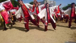 第１３回玉名温泉夢祭り  肥後真狗舞   ばってん火の国   立願寺公園会場