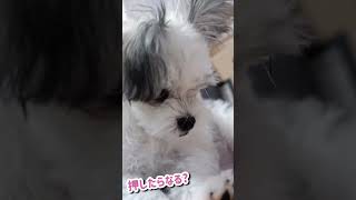 おもちゃの楽器で演奏する犬【マルチワワの琥珀さん】 #cute #マルチワワ #もふもふ