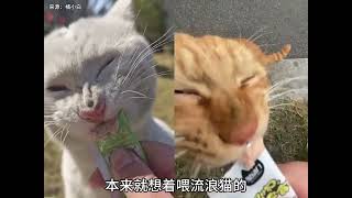 两只流浪猫因为吵架而拥有了家，果然喵生不易，全靠演技！#猫咪