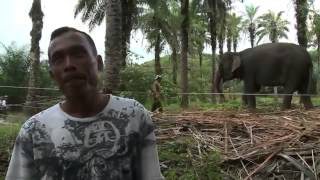 Protecting Critical Orangutan Habitat in Indonesia (northern Sumatra)