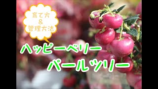 ハッピーベリー（パールツリー）育て方＆管理方法