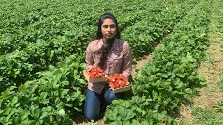 🍓Erdbeeren im Garten for swissland