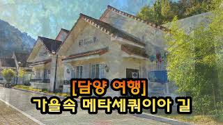 [담양여행]] 가을 메타세쿼이아 길