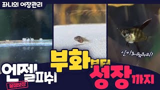 [좌니의 어장 관리] 풀블랙 롱핀 레이스 엔젤 피쉬! 부화부터 성장까지🐠 Ep.10