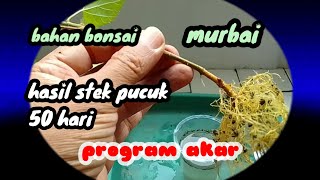 cara program akar bonsai murbai