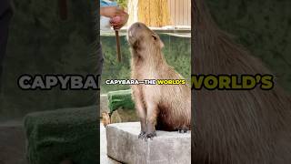 All About Capybaras In 2 Minutes!