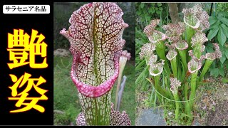 食虫植物サラセニア「艶姿」をご紹介!!【carnivorous plants・Sarracenia】