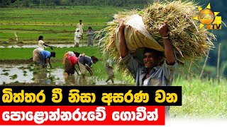 බිත්තර වී නිසා අසරණ වන පොළොන්නරුවේ ගොවීන් - Hiru News