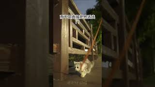 闲来无事带着猫猫去公园遛一圈也挺好#萌宠出道计划 #捕捉一只小可爱 #喵星人 #遛猫 #记录猫咪日常