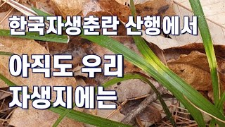 한국자생춘란 산행에서 아직도 우리 자생지에는