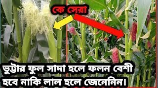 ভুট্টার ফুল সাদা হলে ফলন বেশী হবে নাকি লাল হলে জেনেনিন।