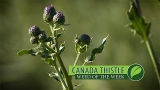 Weed of the Week #987 Canada Thistle (Air Date 3-5-17)