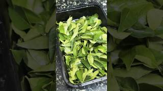 Learn the best way to store curry leaves fresh for weeks in under a minute! #freshtips