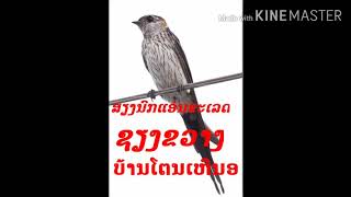 ສຽງນົກແອ່ນຂະເລດຊຽງຂວາງ/สฯงนกแอ่นขะเลดชฯงขวาง