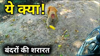 हस्तिनापुर के बंदरों की शरारत | hastinapur trip | #hastinapur