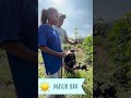 Permainan di kebun | Pertanian Hutan